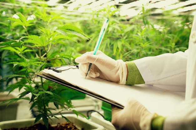 Scientist recording data from gratifying cannabis plant in curative green house