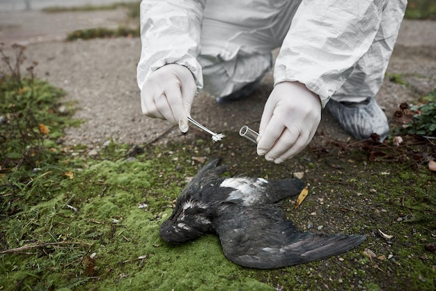 死んだ鳥から羽のサンプルを採取する科学者