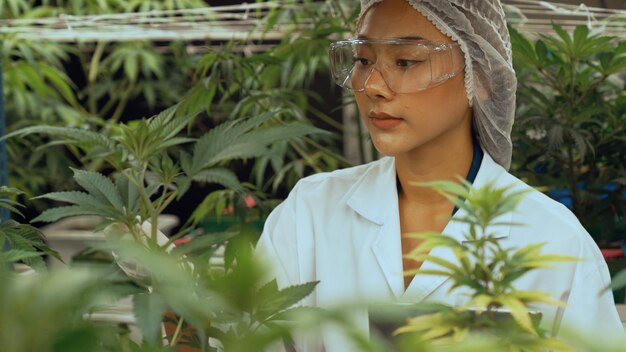 科学者は、大麻製品を生産するために収穫する前に、科学機器を備えた治療用屋内大麻農場で大麻製品をテストします