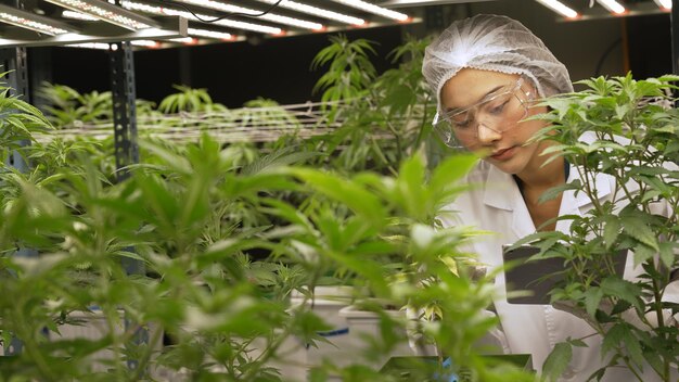 科学者は、大麻製品を生産するために収穫する前に、科学機器を備えた治療用屋内大麻農場で大麻製品をテストします