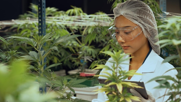 Foto gli scienziati testano il prodotto a base di cannabis in una fattoria curativa di cannabis indoor con attrezzature scientifiche prima della raccolta per produrre prodotti a base di cannabis