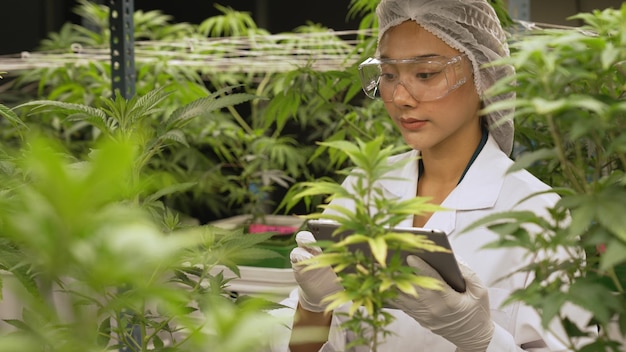 Scientist test cannabis product in curative indoor cannabis farm