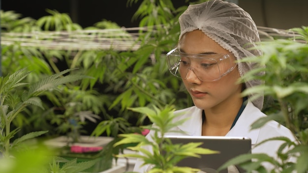 Scientist test cannabis product in curative indoor cannabis farm