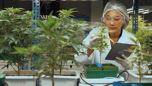 Scientist test cannabis product in curative indoor cannabis farm