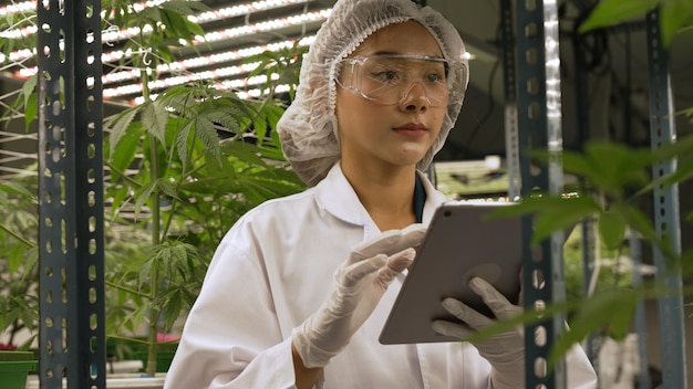 Scienziato testa il prodotto di cannabis in una fattoria di cannabis indoor curativa