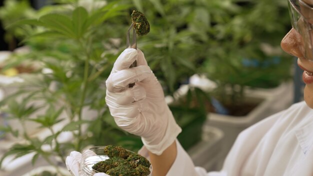 Scientist test cannabis product in curative indoor cannabis farm