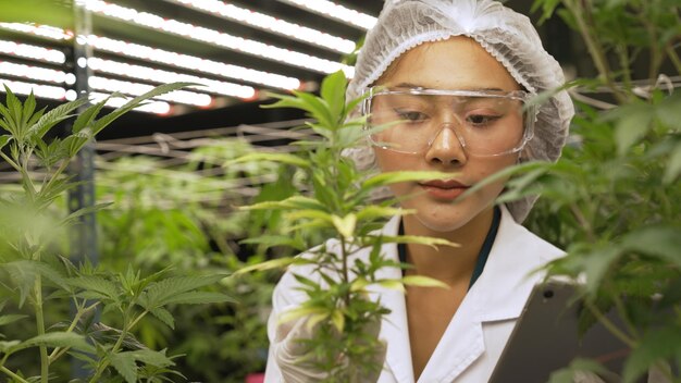 Scientist test cannabis product in curative indoor cannabis farm