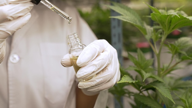 Scientist test CBD hemp oil product in curative indoor hemp farm