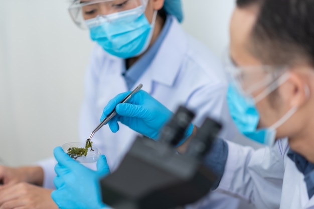 The scientist test the natural product extract, oil and biofuel solution, in the chemistry laboratory.