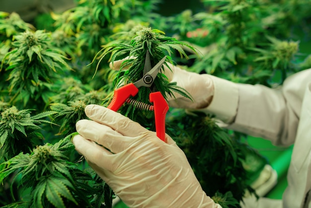 Scientist trim gratifying cannabis plant leaf with secateurs in grow facility