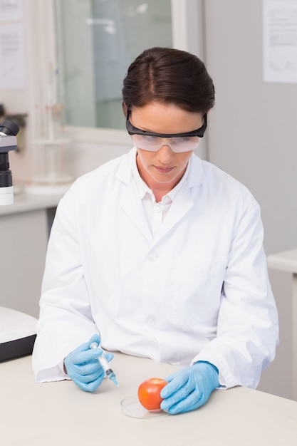 Scientist working attentively with tomato