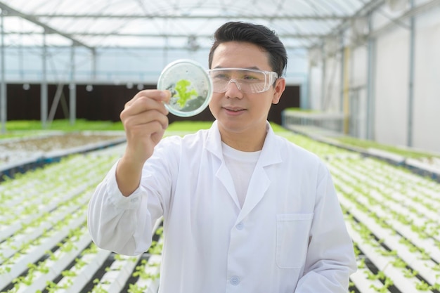 Scientist working in hydroponic greenhouse farm, clean food and food science concept