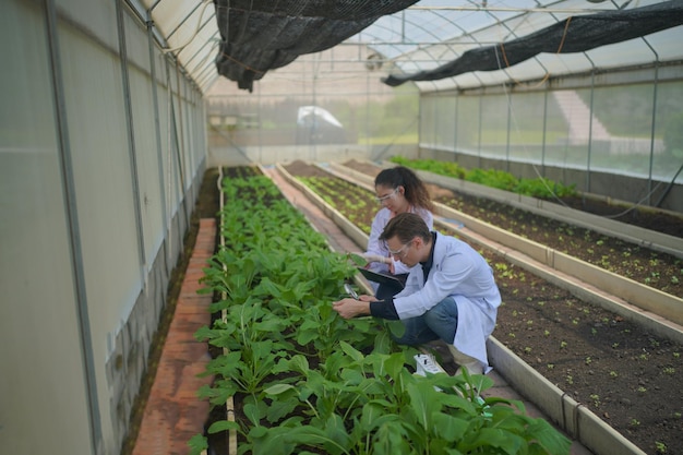 Scientist working in hydroponic greenhouse farm clean food and food science concept