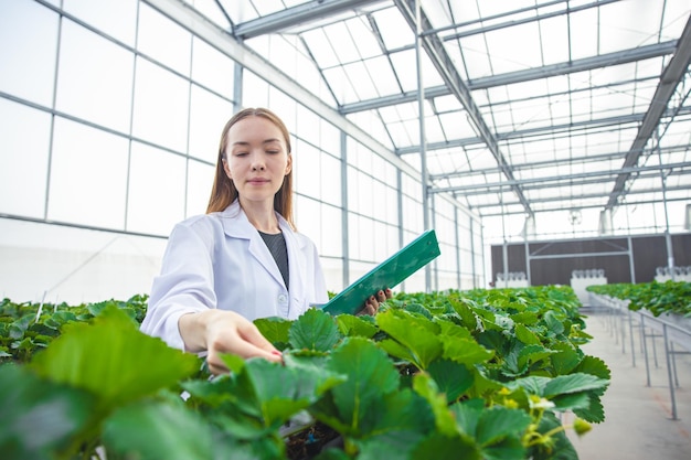 Scientist working in indoor organic strawberry agriculture farm nursery plant species for medical research