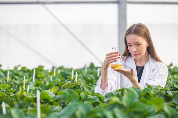 Scientist working in organic agriculture farm research new chemical formula extract from plant for medical concept