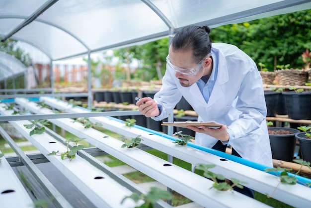 Scientist working to research in agriculture green plant at biology science laboratory greenhouse, organic experiment test for medical food biotechnology, botany ecology biologist in farming growth