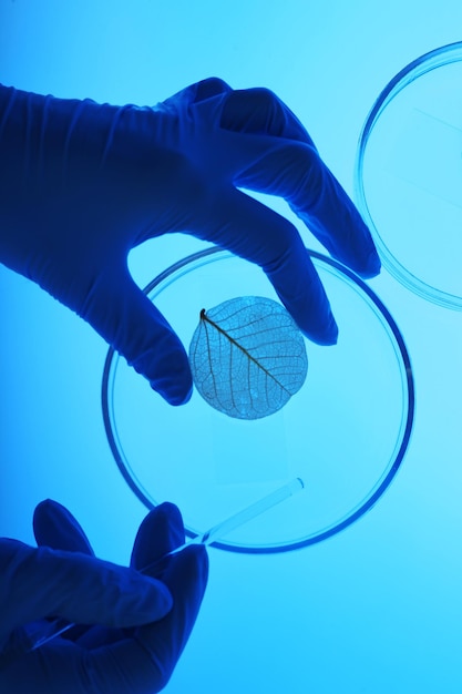 Scientist working with Petri dishes in laboratory