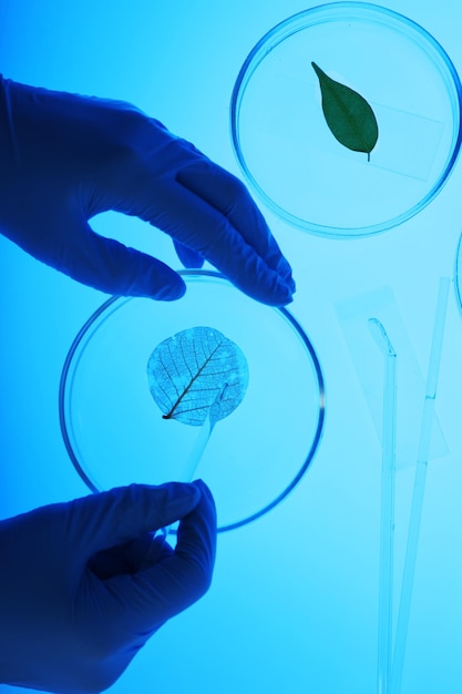 Photo scientist working with petri dishes in laboratory