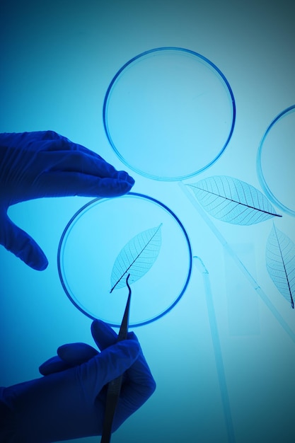 Scientist working with Petri dishes in laboratory