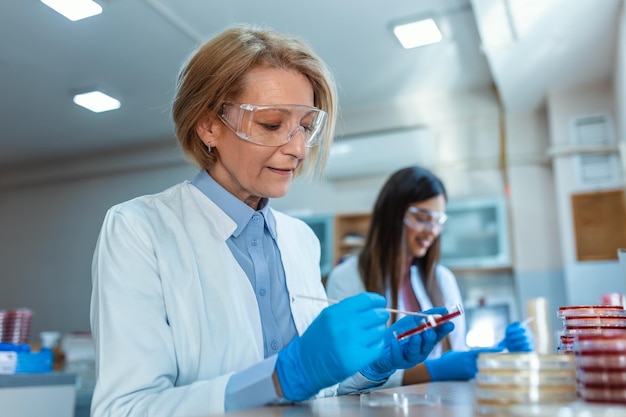 Scientist working with petri plate for analysis in the microscope of the lab Doctor working and examining cultures in petri dishes in the microbiology lab