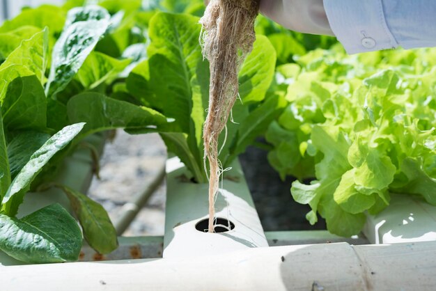 写真 農園で水耕野菜を分析する科学者は根野菜を検査します