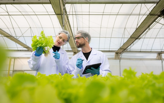 Foto gli scienziati stanno conducendo ricerche e sviluppi sulla coltivazione di verdure biologiche