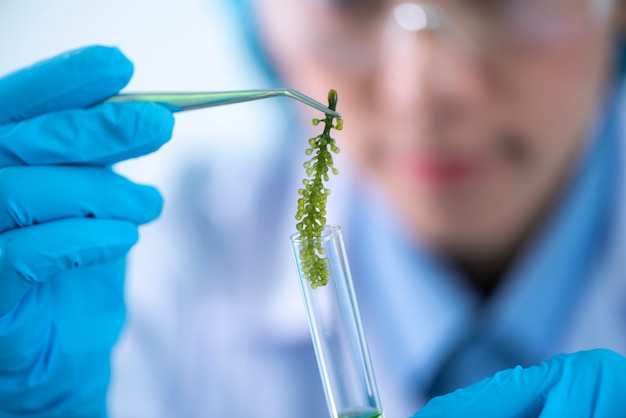 Scientists are developing research on algae