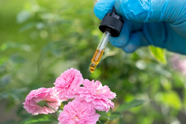 Scientists doctor holding bottle of rose herb oil plant