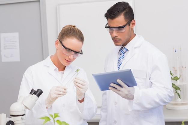 Scientists examining leaf of plants 