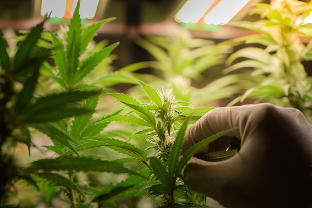 科学者は農場内で大麻を剪定します大麻マリファナ科学実験室農業は、大麻の花にTHC CBD化学物質を増加させます医療産業のための大麻温室制御環境