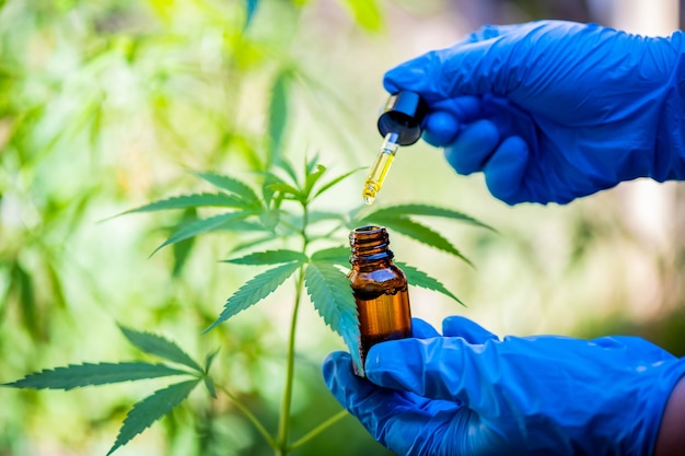 Photo scientists wear hand gloves to examine cannabis trees alternative medicine concepts, cbd, pharmaceutical industry