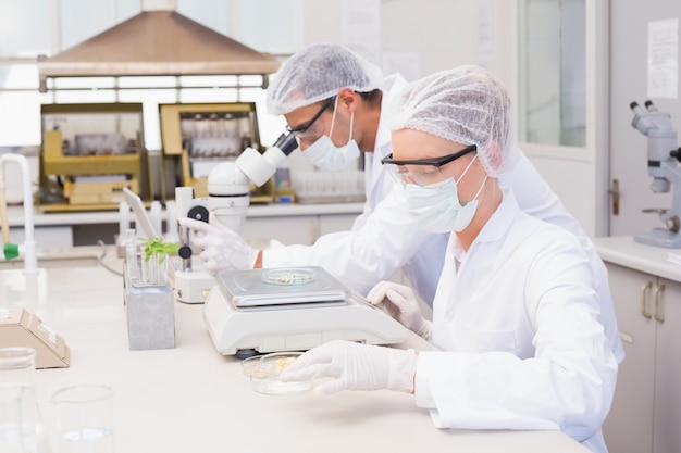 Scientists weighing corn in petri dish 