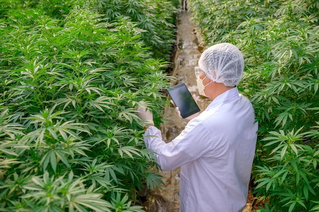 Gli scienziati lavorano nelle fattorie di cannabis e canapa ricercatori professionisti esaminano e analizzano le piante da fiore di cannabis per la coltivazione commerciale per la produzione industriale di olio di canapa