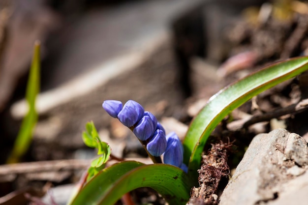 Scilla bifolia de alpensquill of twoleaf squill is een kruidachtige vaste plant van de familie Asparagaceae Kunstfoto van de vroegbloeiende plant Scilla bifolia de alpensquill