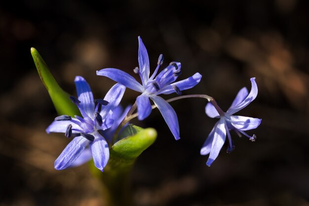 Scilla met drie blauwe bloemen in de grond