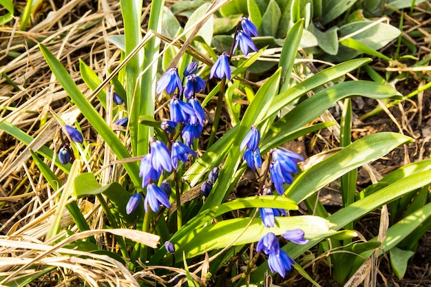 Scilla siberica bloemen bloeien in de tuin