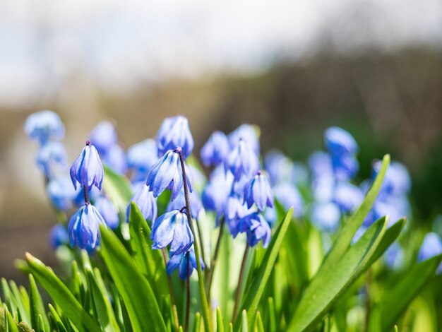 Scilla siberica на ярком солнце, крупным планом. Ярко-голубые цветки сибирской сциллы.