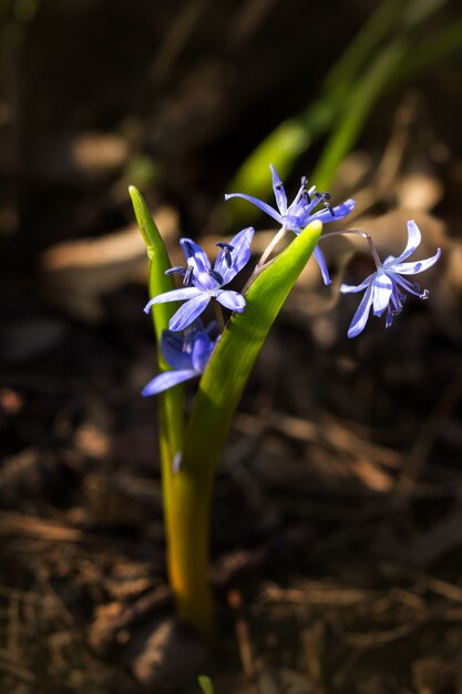 지상에 3 개의 파란 꽃을 가진 Scilla