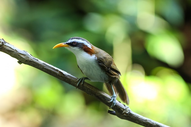 Scimitar-Babbler met witte wenkbrauwen