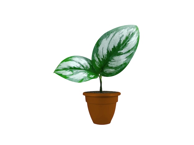 scindapsus officinalis or pipul pot plants isolated on white background