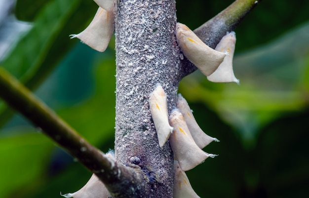 ツトガ科の蛾の一種であるscirpophagainnotata。熱帯の植物害虫