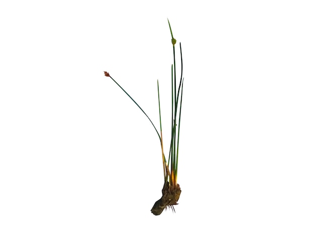 Scirpusboom op witte achtergrond