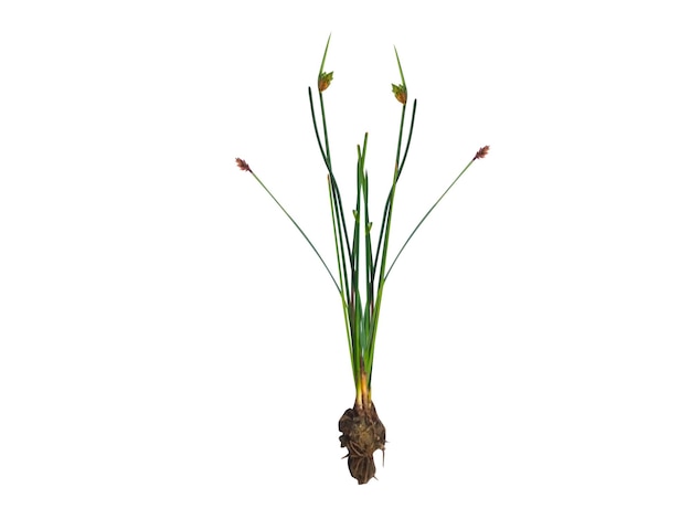 Scirpusboom op witte achtergrond