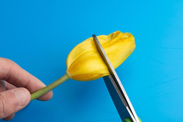 Scissor blades cut a yellow tulip bud on a blue background