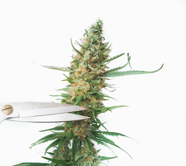 Scissor pruning of a cannabis flower for drying. Copy space.