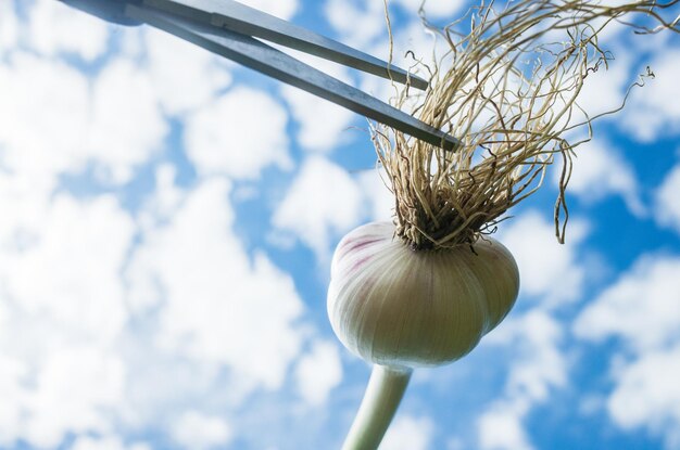 Scissors cut hair on the head creating a fashionable stylish haircut Garlic in the form of a human head with long hair Hair salon banner concept