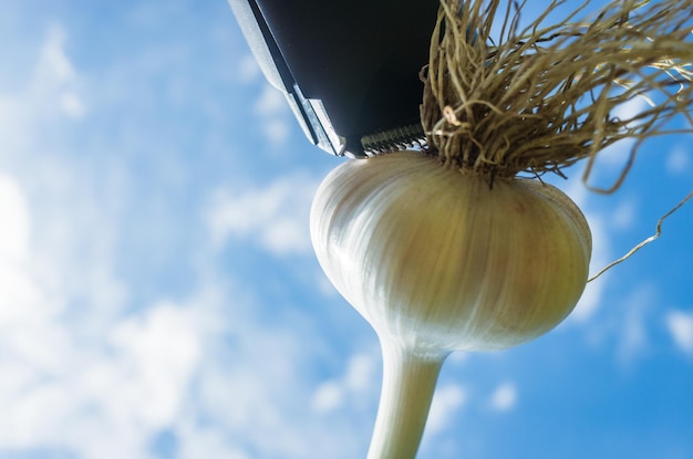 Scissors cut hair on the head creating a fashionable stylish haircut Garlic in the form of a human head with long hair Hair salon banner concept