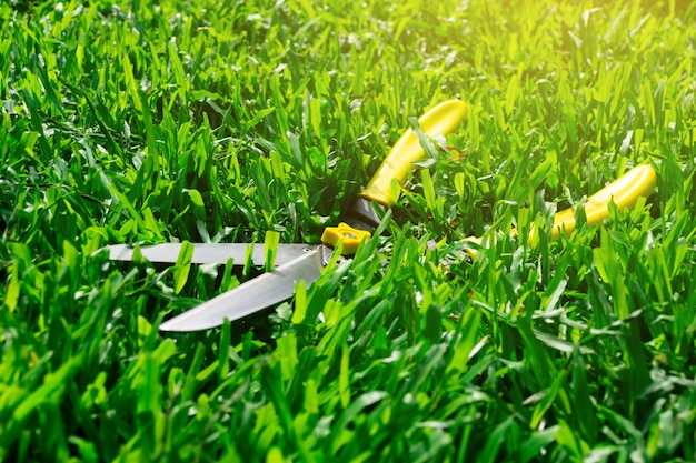 写真 はさみが芝生の上で草を切る