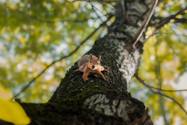 Sciurus vulgaris Close Up Euraziatische rode eekhoorn zit met een noot op een boomtak en houdt een noot vast Grappige pluizige dikke eekhoorn eet een noot aan een boomtak