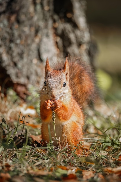 Sciurus vulgaris Close Up Euraziatische rode eekhoorn zit met een noot op een boomtak en houdt een noot vast